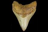 Fossil Megalodon Tooth - North Carolina #131597-1
